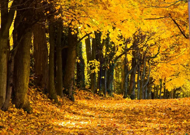 ID 19239004 | Fall Trees © Liaomiao | Dreamstime.com