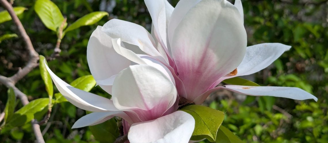 Magnolia