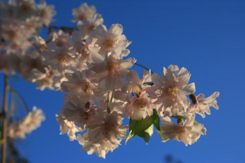 Cherry Blossoms 2009