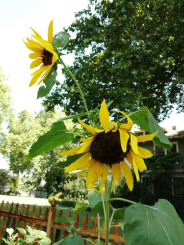 Gracie's Sunflowers 2018