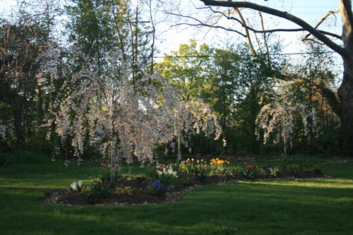 Trinity Bed in spring 2009