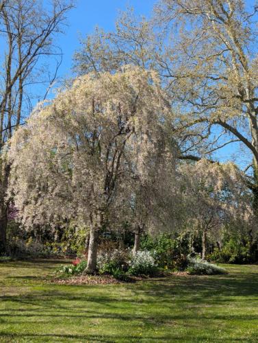 Weeping Cherries