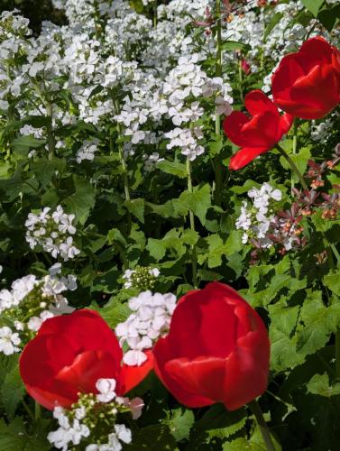 Tulips-and-Lunaria-