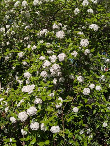 Viburnum